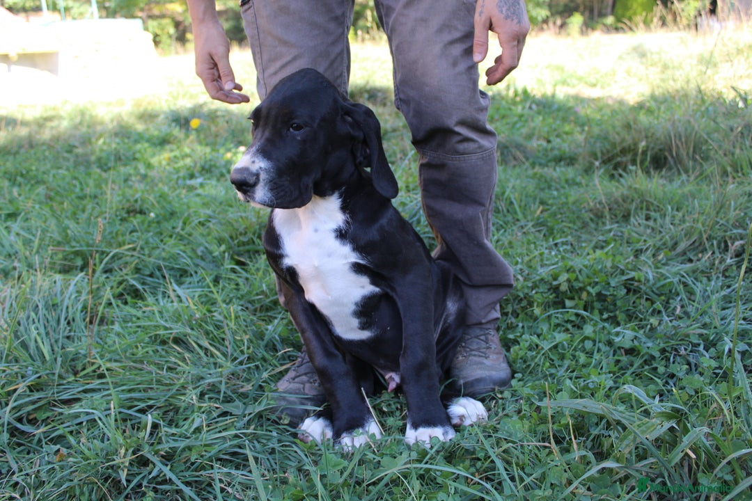 Dogo Alemán perros en venta: Dogo alemán/ gran danés disponibles - Imagen 10
