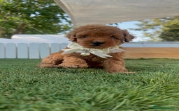 Caniche Toy perros en venta: CANICHE TOY  - Imagen 8