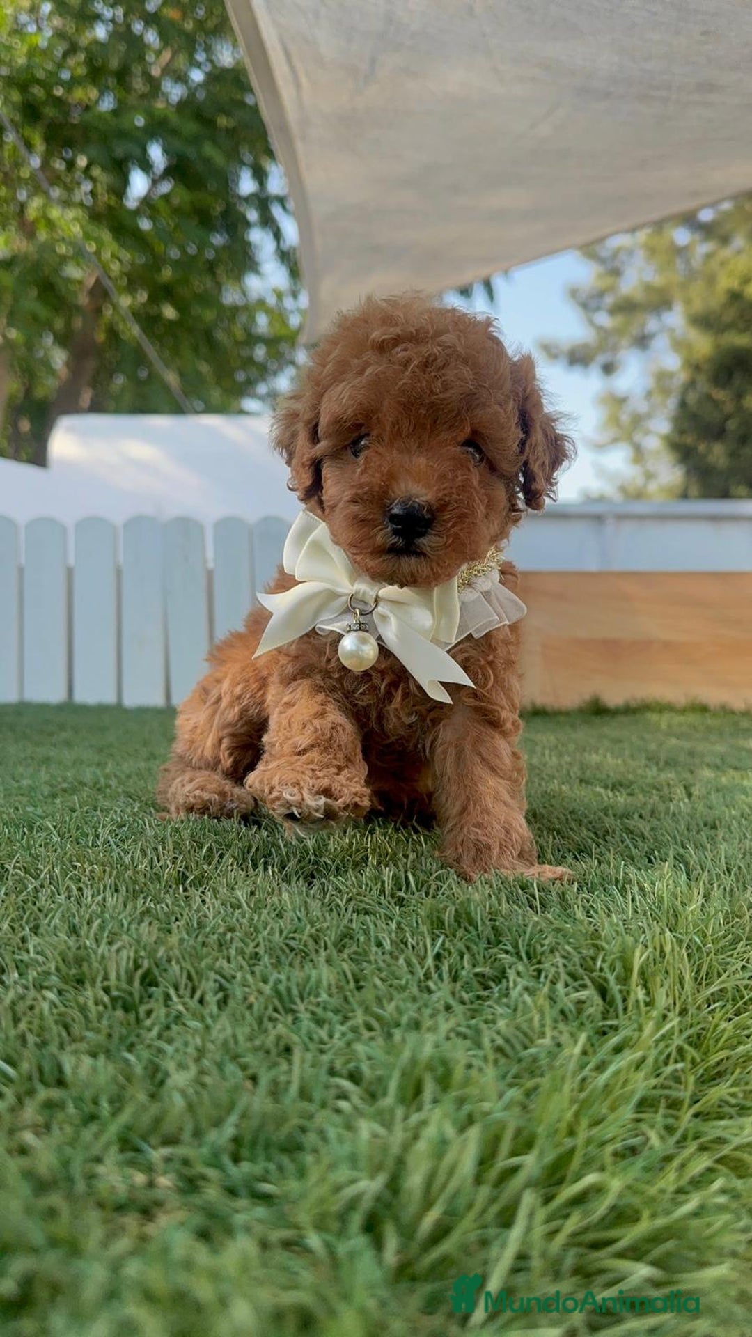 Caniche Toy perros en venta: CANICHE TOY  - Imagen 8