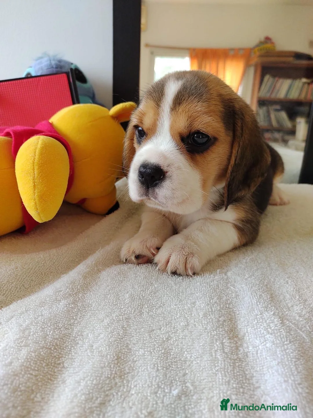 Beagle perros en venta: Beagle americano  en Ciudad Real - Anuncio 5