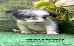 Border Collie perros en venta: BORDER COLLIE DE VILLA BIZNAGA - Imagen 34