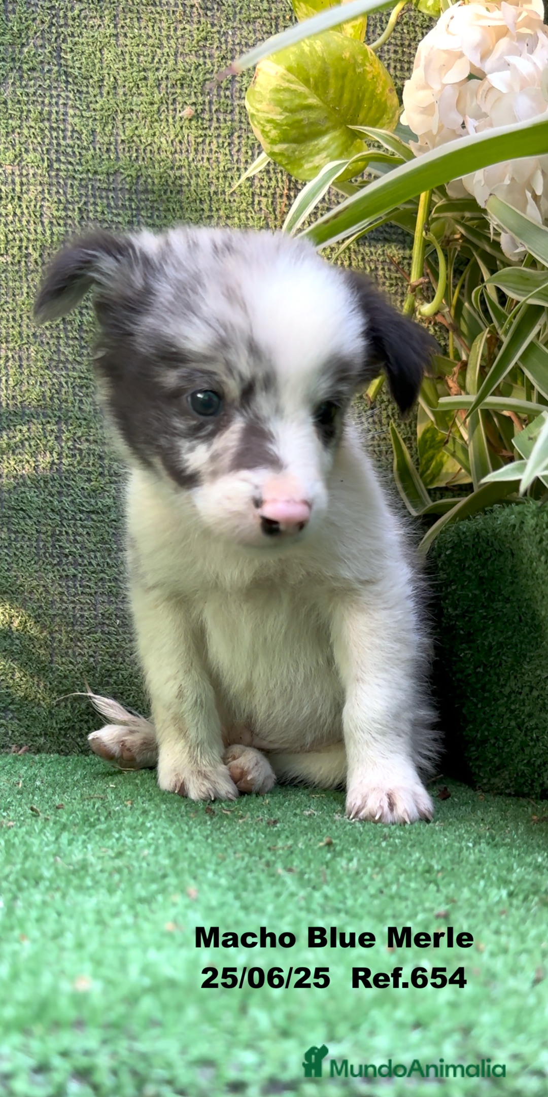 Border Collie perros en venta: BORDER COLLIE DE VILLA BIZNAGA - Imagen 34