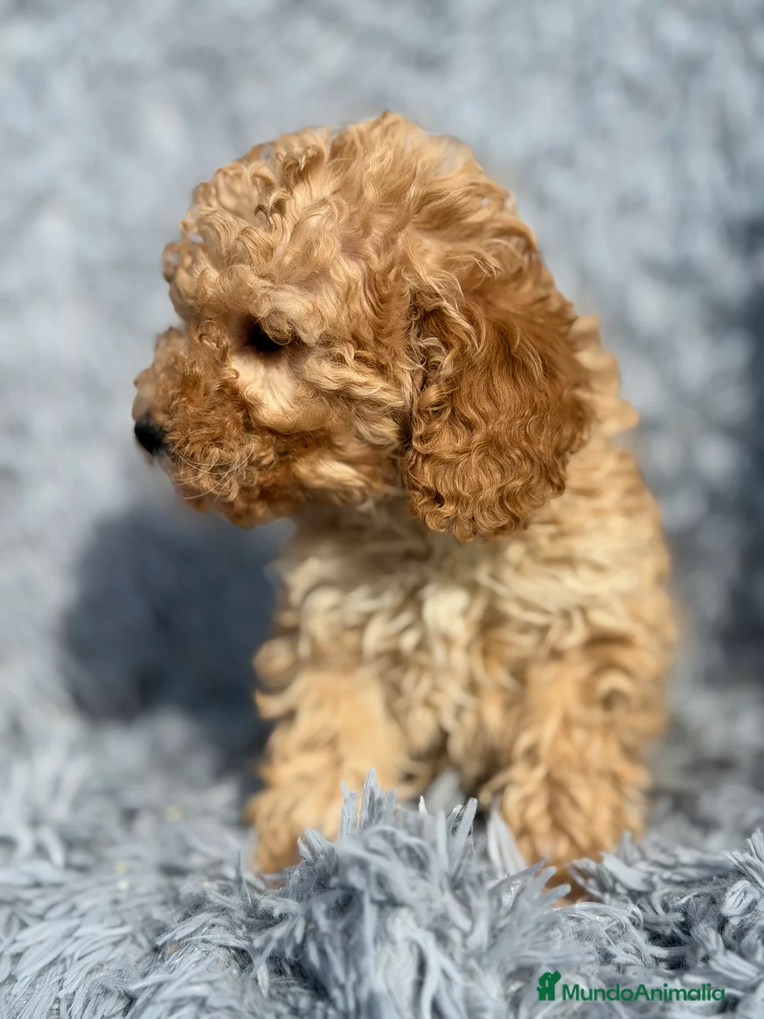 Maltipoo perros en venta: Maltipoo F1B toy - Anuncio 3