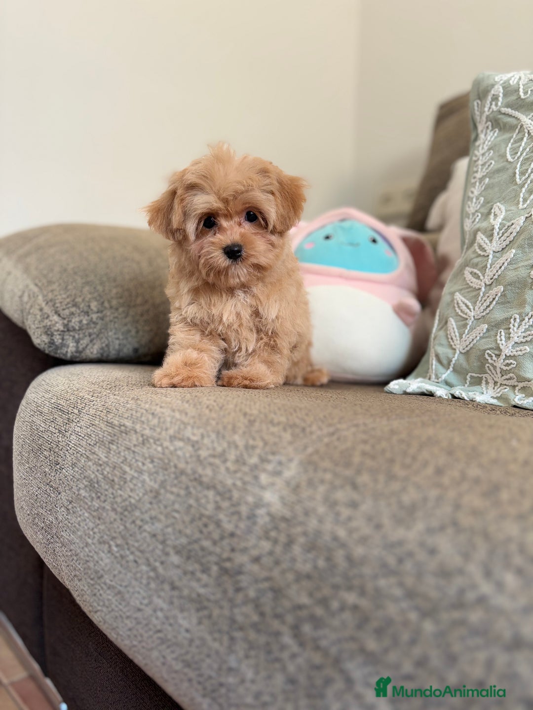 Maltipoo perros en venta: Maltipoo toy Hwmbra  - Anuncio 5