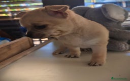 Chihuahua perros en venta: Chihuahua macho  - Anuncio 5
