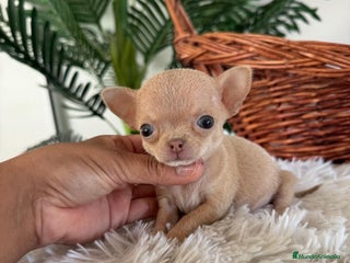 Chihuahua perros - Anuncio 36