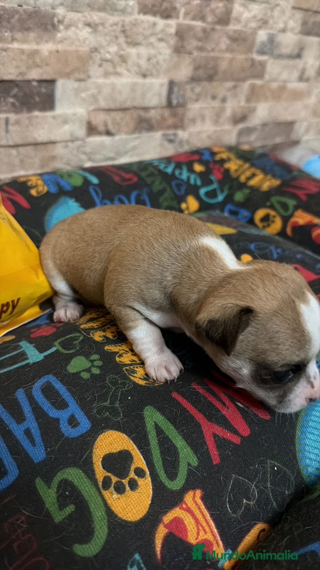 Chihuahua perros en venta: Chihuahua toy  - Anuncio 2