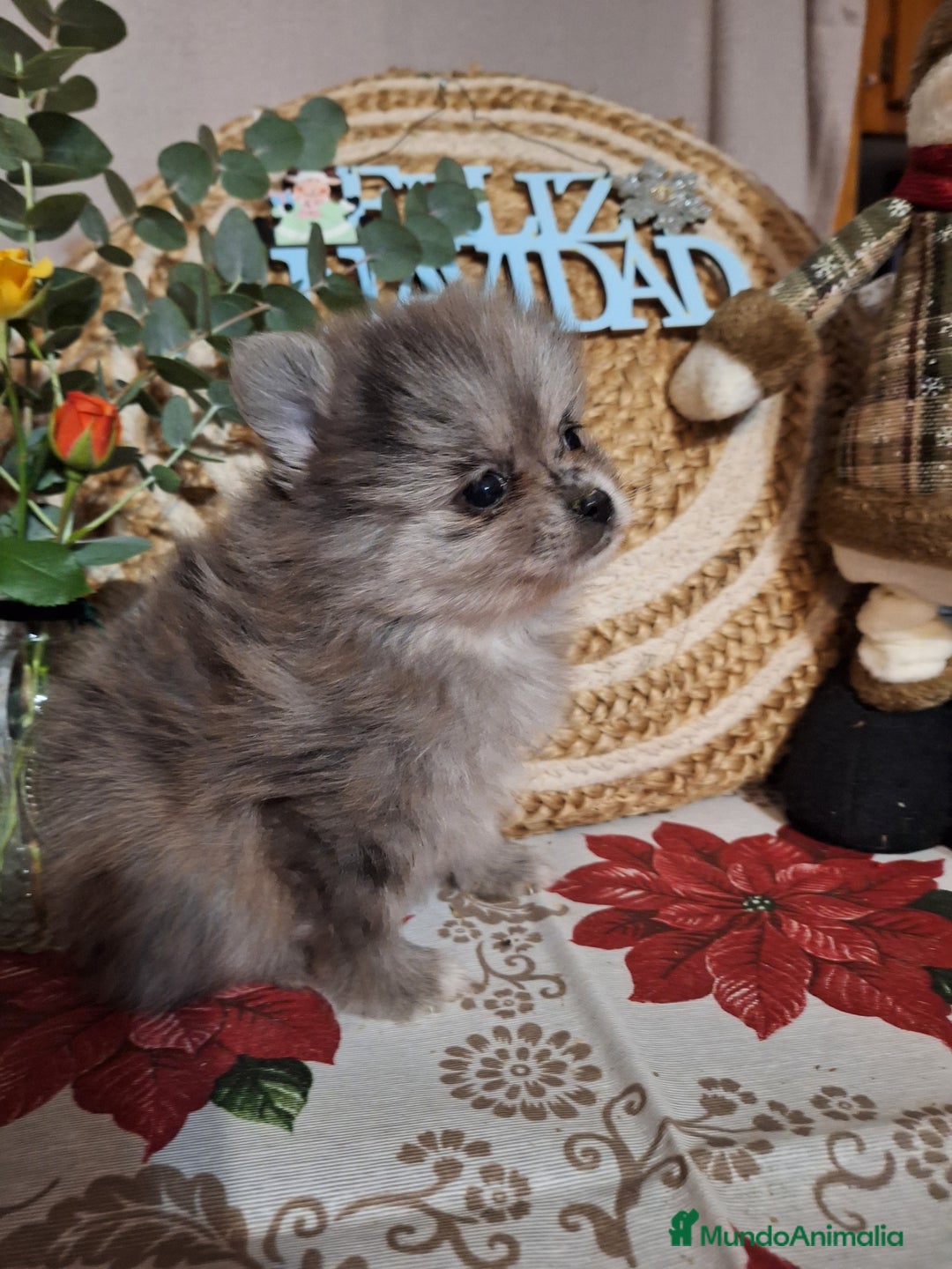 Pomerania perros en venta: POMERANIA  - Anuncio 4