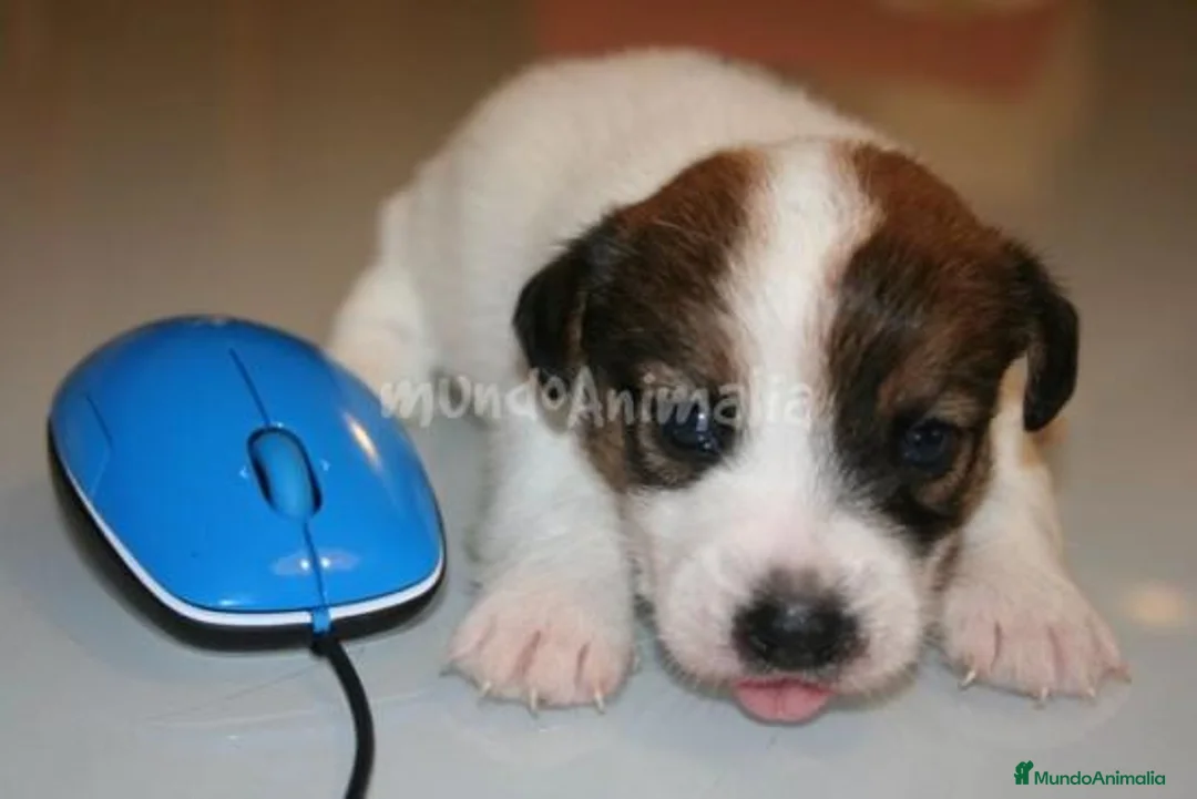 Imagen de galería {{count}}