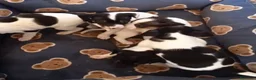 Gos Rater Valencià perros en venta: Ratón valenciano - Anuncio 3