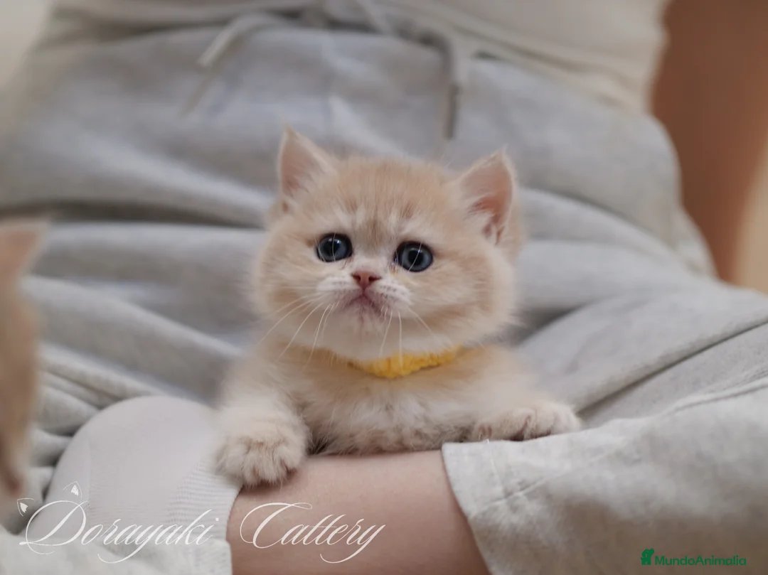 Británico de Pelo Corto gatos en venta: British Lilac golden y blue golden - Anuncio 2