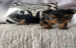 Yorkshire Terrier perros en venta: Yorkshire mini - Imagen 7