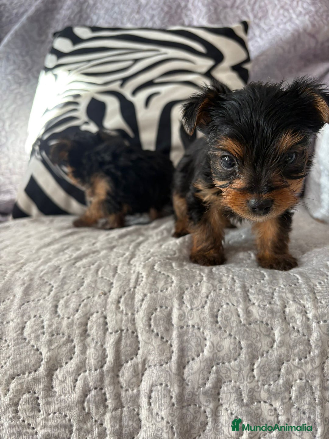 Yorkshire Terrier perros en venta: Yorkshire mini - Imagen 7