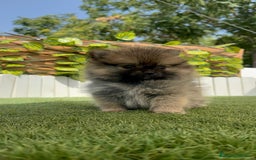 Pomerania perros en venta: POMERANIA HEMBRA - Imagen 3
