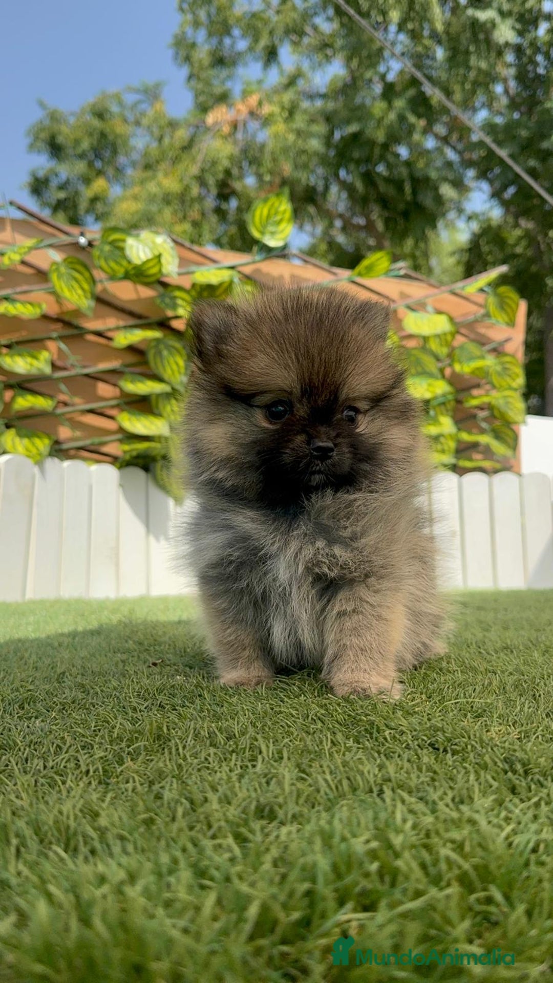 Pomerania perros en venta: POMERANIA HEMBRA - Imagen 3