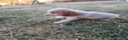 Beagle perros en venta: Beagle bicolor  - Anuncio 2