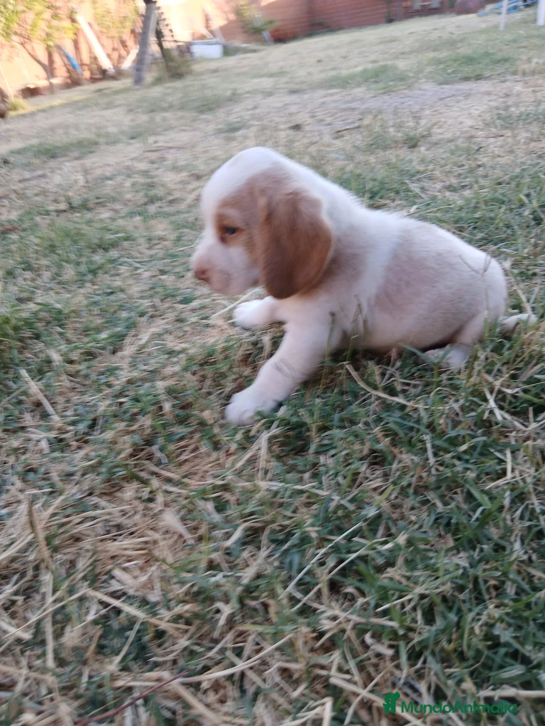 Beagle perros en venta: Beagle bicolor  - Anuncio 2