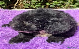 Maltipoo perros en venta: Maltipoo negro - Imagen 6