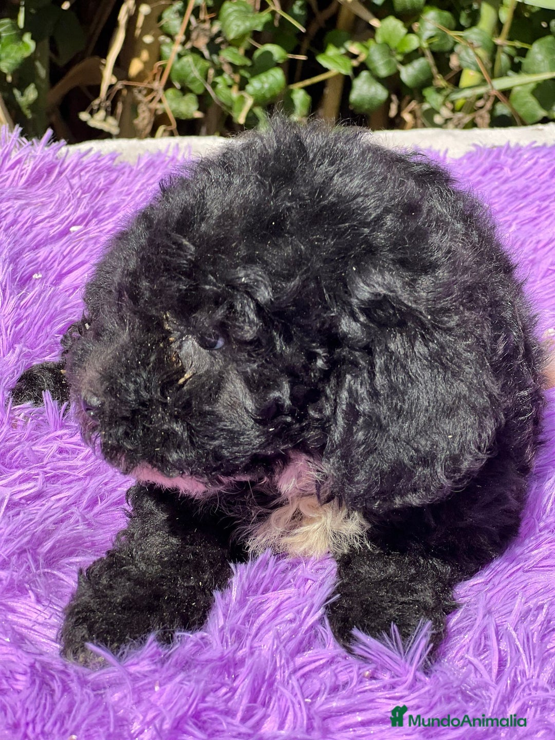 Maltipoo perros en venta: Maltipoo negro - Imagen 6
