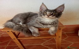 Maine Coon gatos en venta: Maine Coon macho tamaño grande  - Imagen 2