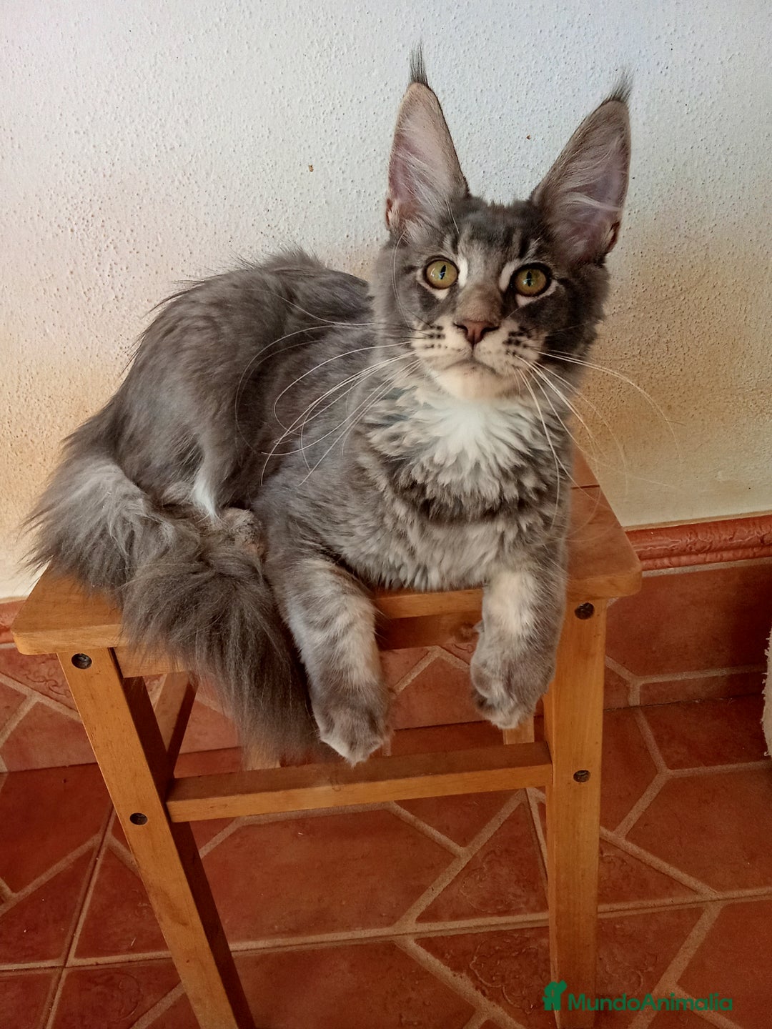 Maine Coon gatos en venta: Maine Coon macho tamaño grande  - Imagen 2