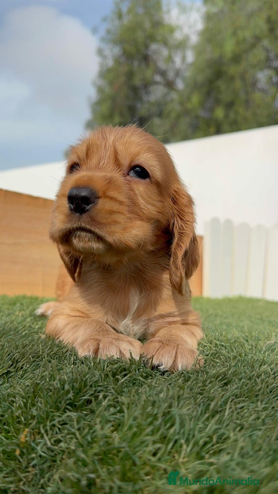 Cocker Spaniel Inglés perros 🐶 COCKER HEMBRA DISPONIBLE – MASCOTAS DEL SUR 🐶 - Anuncio 1