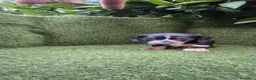 Teckel Miniatura perros en venta: preciosa camada teckel miniatura  - Anuncio 9