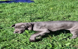 Dogo Alemán perros en venta: Gran Danés o Dogo Alemán Azules. - Imagen 5