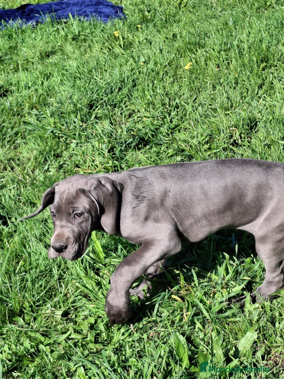 Dogo Alemán perros en venta: Gran Danés o Dogo Alemán Azules. - Imagen 5