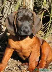 Sabueso de Sangre de Baviera perros SABUESO DE SANGRE BAVIERA - 3 MESES  - Anuncio 2