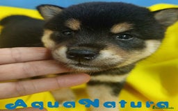 Shiba Inu perros en venta: Camada Shiba Inu de Mar y Silvio AQUANATURA - Imagen 6