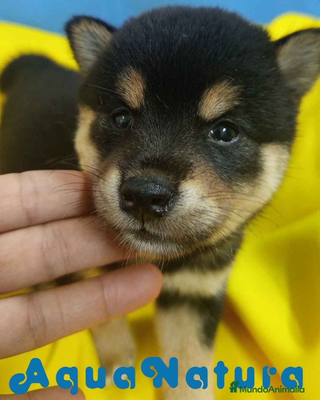 Shiba Inu perros en venta: Camada Shiba Inu de Mar y Silvio AQUANATURA - Imagen 6