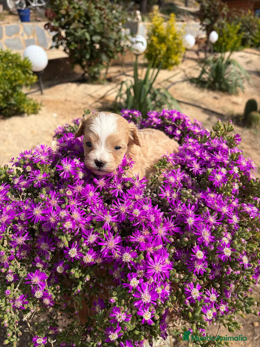 Maltipoo perros en venta: Maltipoo hembra Particolor !!! - Anuncio 4