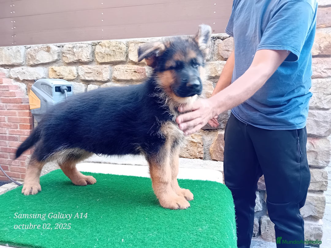 Pastor Alemán perros en venta: Pastores alemanes de CARMARGUT - Imagen 1