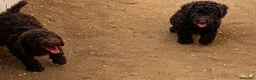 Perro de Agua Español perros en venta: Preciosas cachorras chocolates intensas - Anuncio 1