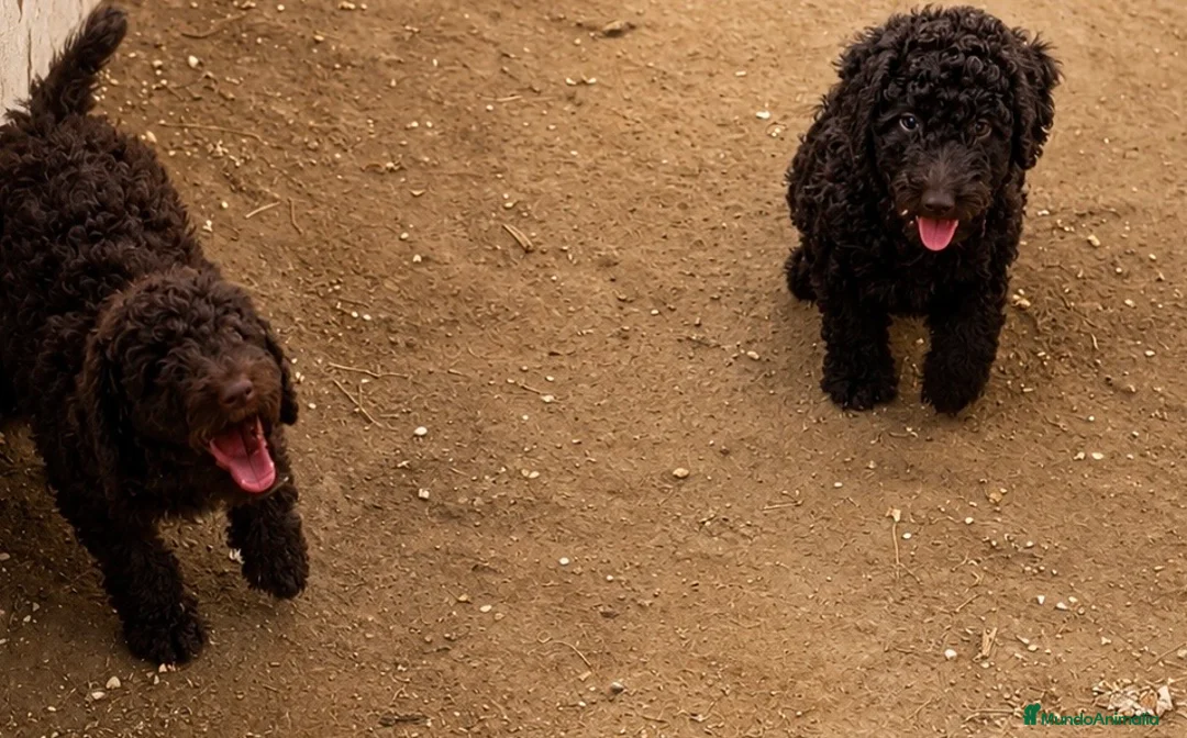 Perro de Agua Español perros en venta: Preciosas cachorras chocolates intensas - Anuncio 1