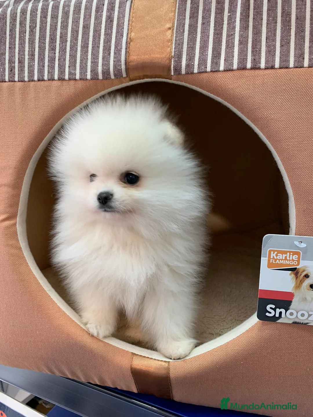 Pomerania perros en venta: Pomerania miniatura blanca - Anuncio 4