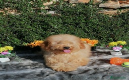 Caniche Enano perros en venta: Caniche - Imagen 2