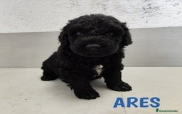 Perro de Agua Español perros en venta: Perros de agua de La Renquia - Imagen 7