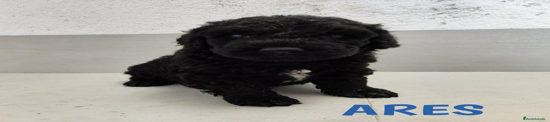 Perro de Agua Español Cachorro 2
