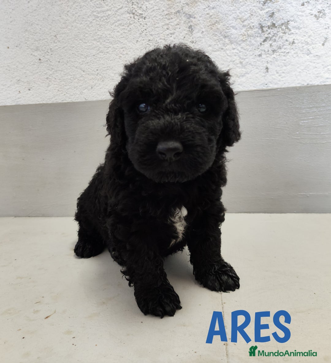 Perro de Agua Español perros en venta: Perros de agua de La Renquia - Imagen 7