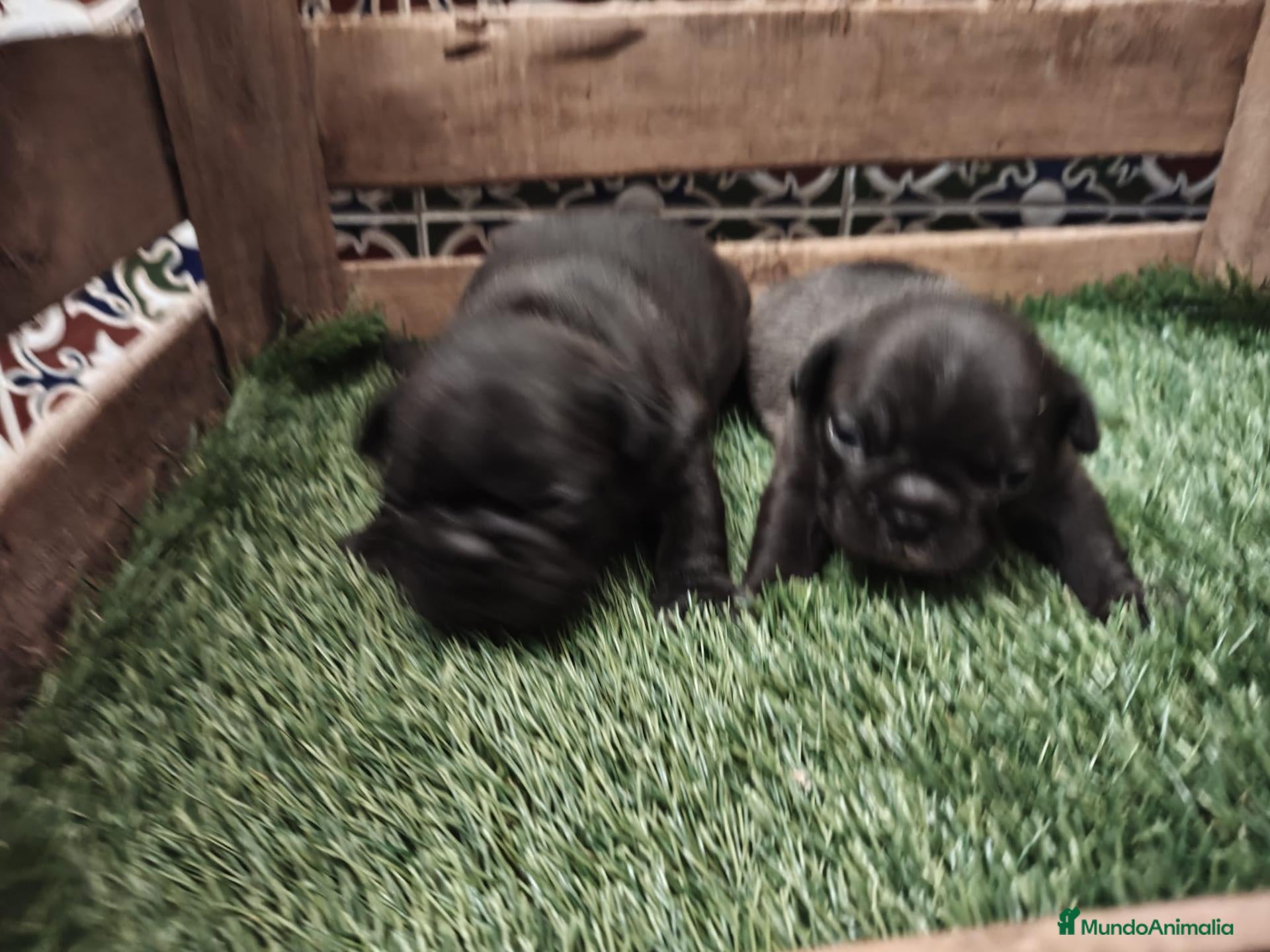 Bulldog Francés perros Bulldog Frances - Anuncio 1
