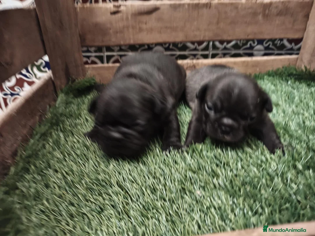 Bulldog Francés perros en venta: Bulldog Frances - Anuncio 1