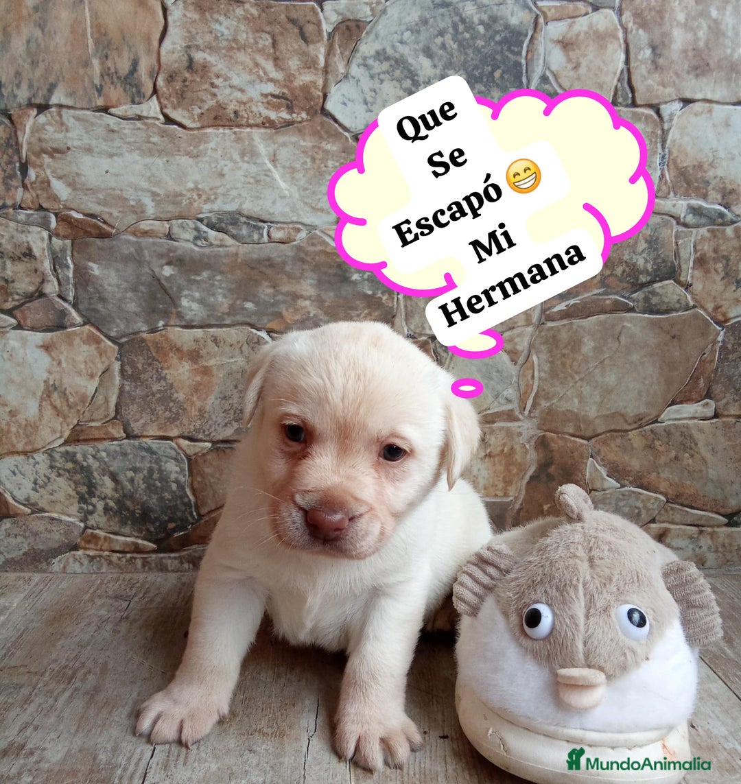 Labrador Retriever perros en venta: Labrador retriever dorado  - Anuncio 2