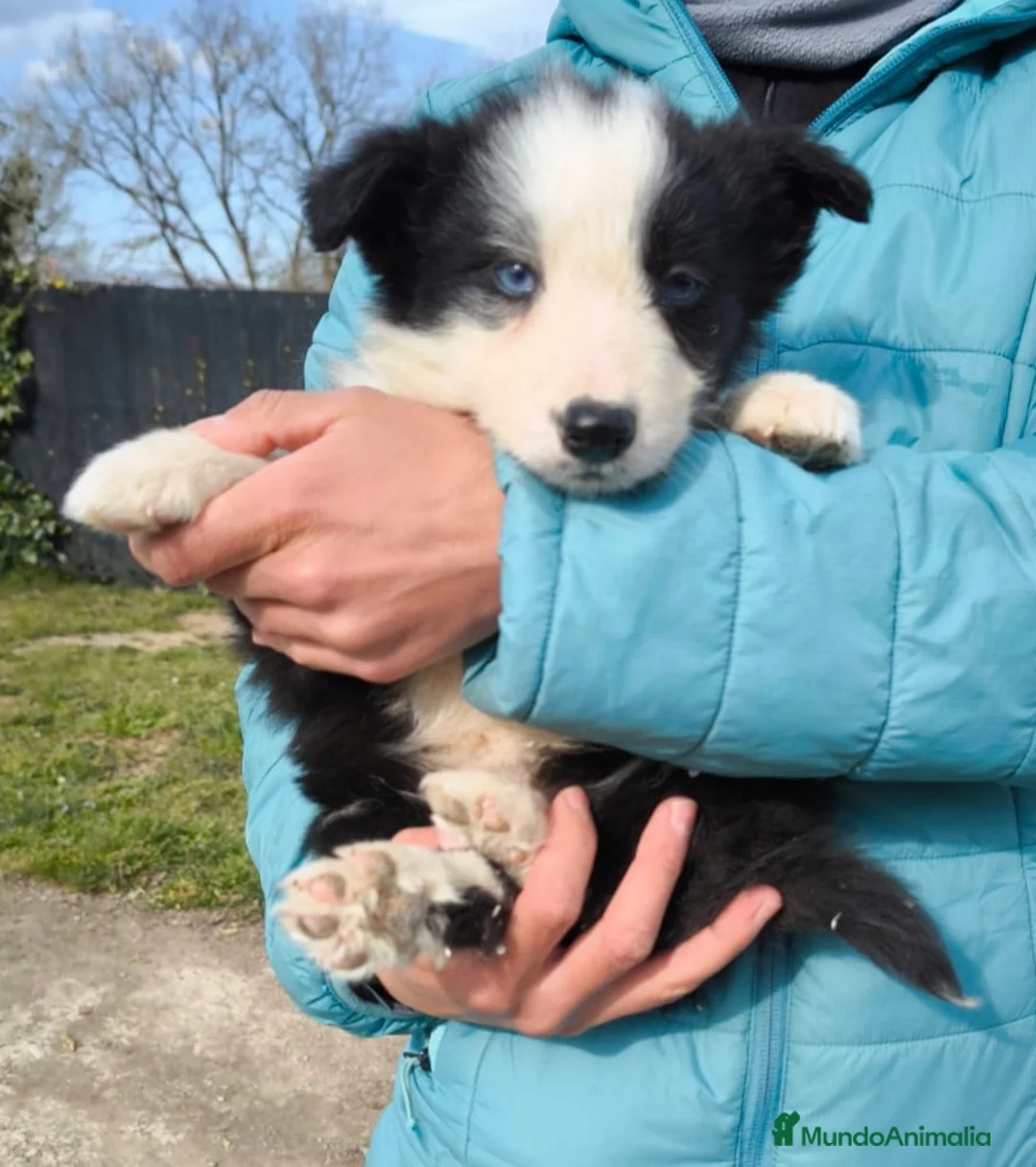 Border Collie perros en venta: Cachorros border collie blue merle - Anuncio 3