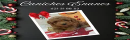 Caniche Toy perros en venta: PRECIOSOS CANICHE  ROJO LINEA TOY - Anuncio 15