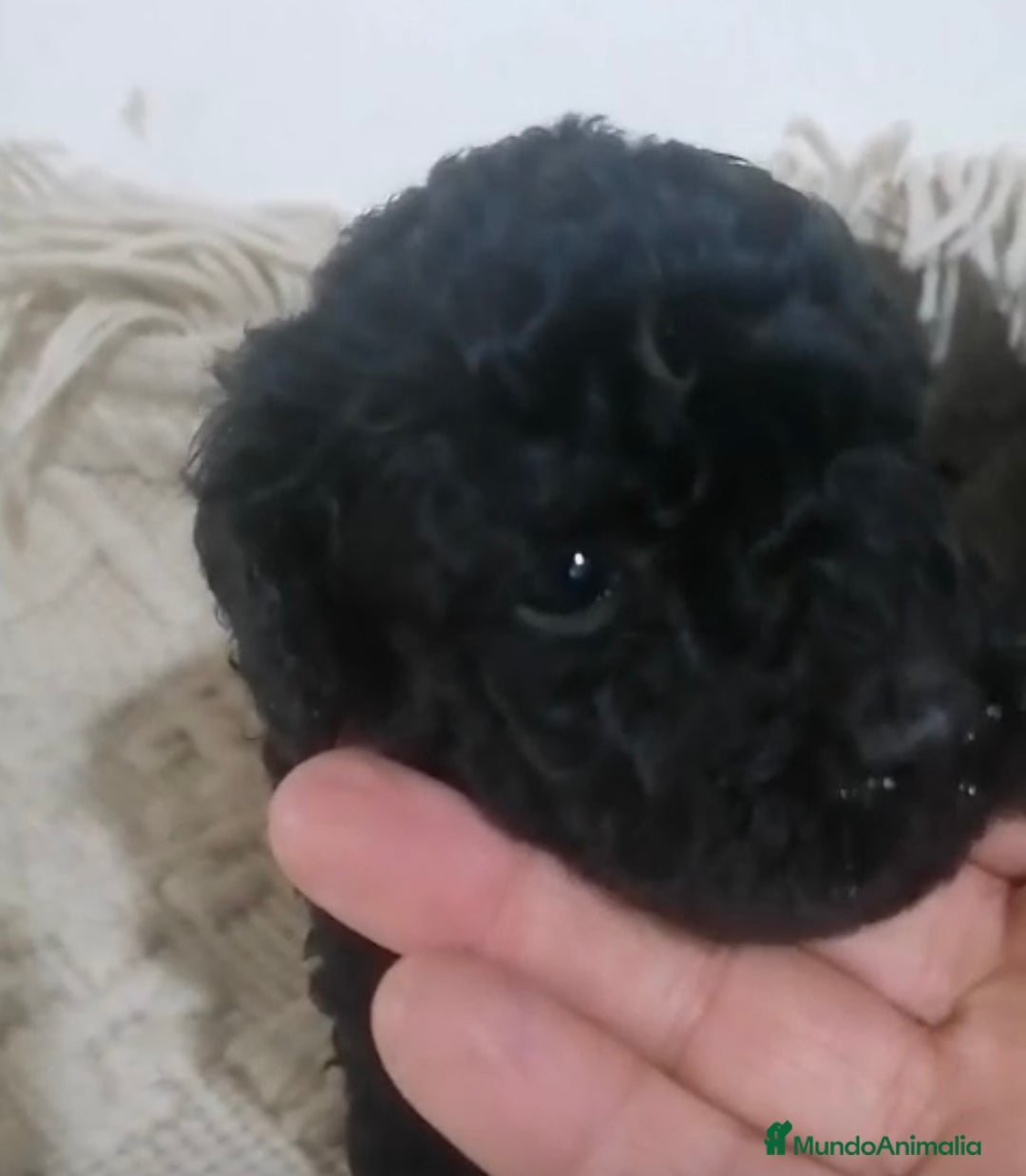 Caniche Toy perros en venta: Caniche toy - enano pequeño  - Imagen 3