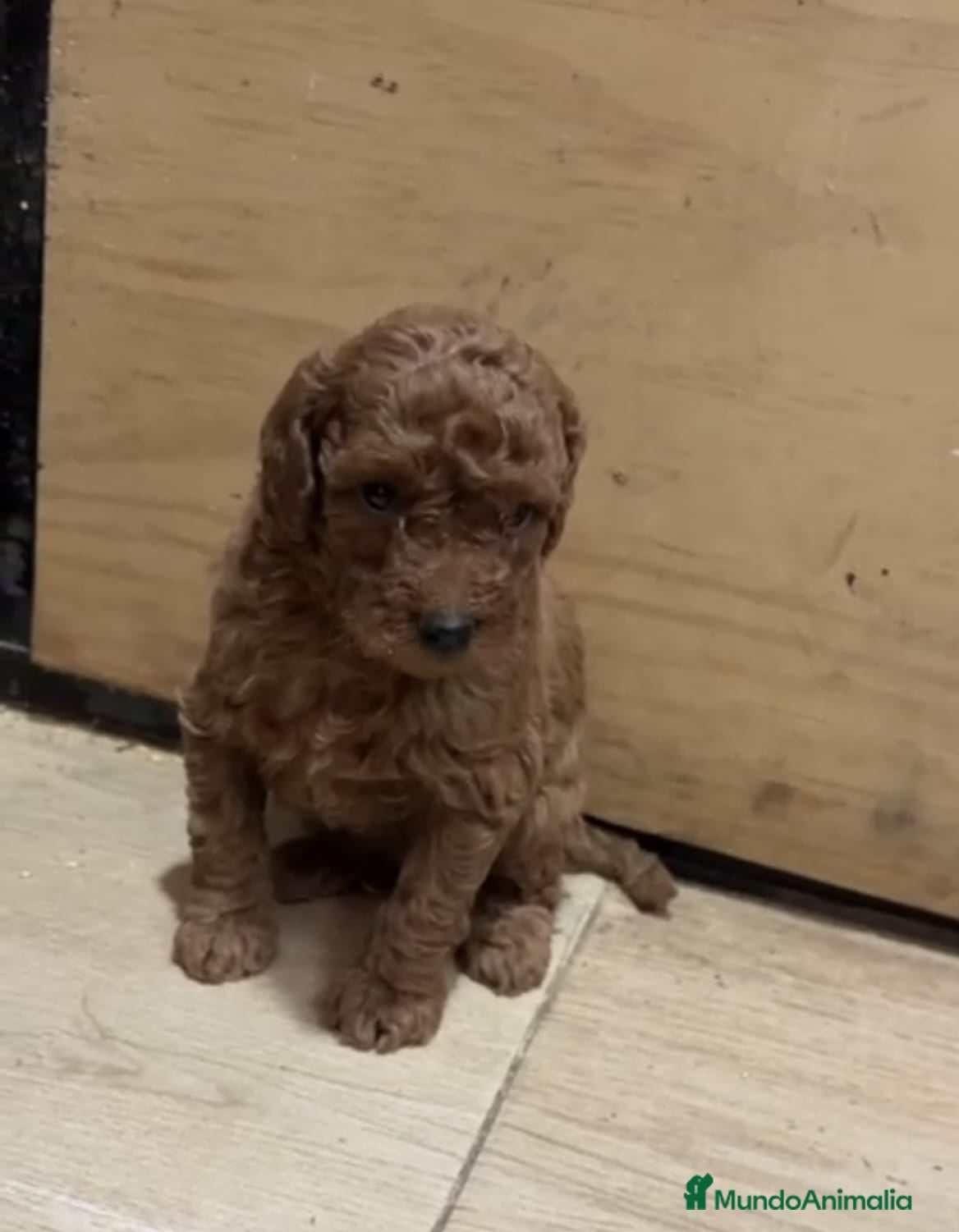 Caniche Toy perros Caniches rojos - Anuncio 23