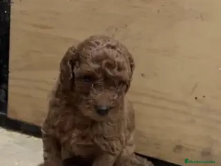 Caniche Toy perros Caniches rojos - Anuncio 23