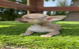 Chihuahua perros en venta: CHIHUAHUA MACHO - Imagen 5